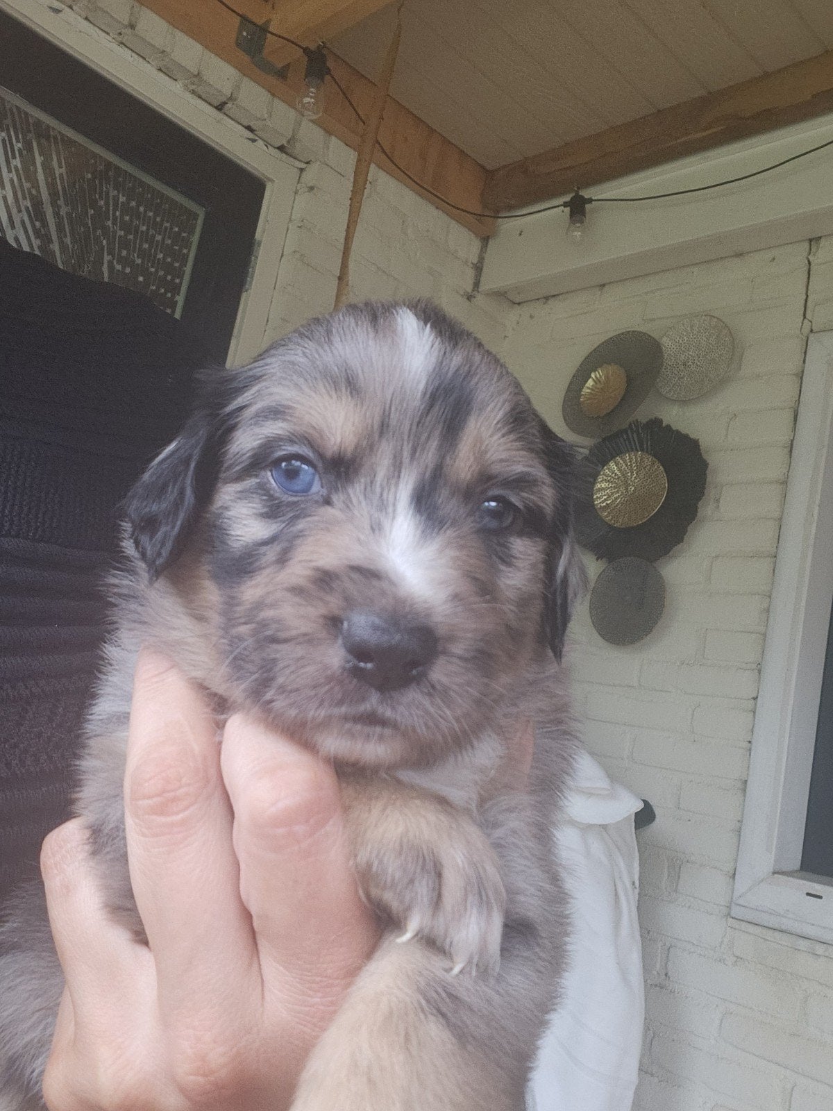 Prachtig nestje australian shephard x golden retriever, Dieren en Toebehoren, Golden retriever, 8 tot 15 weken, Parvo, Meerdere