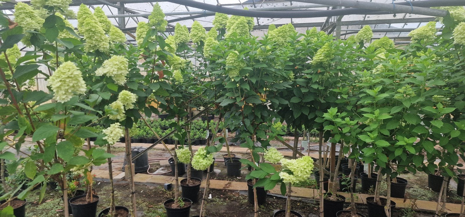 Lime Light Hortensia - Prachtige bloeier voor elke tuin, Vaste plant, Halfschaduw, Zomer, Ophalen