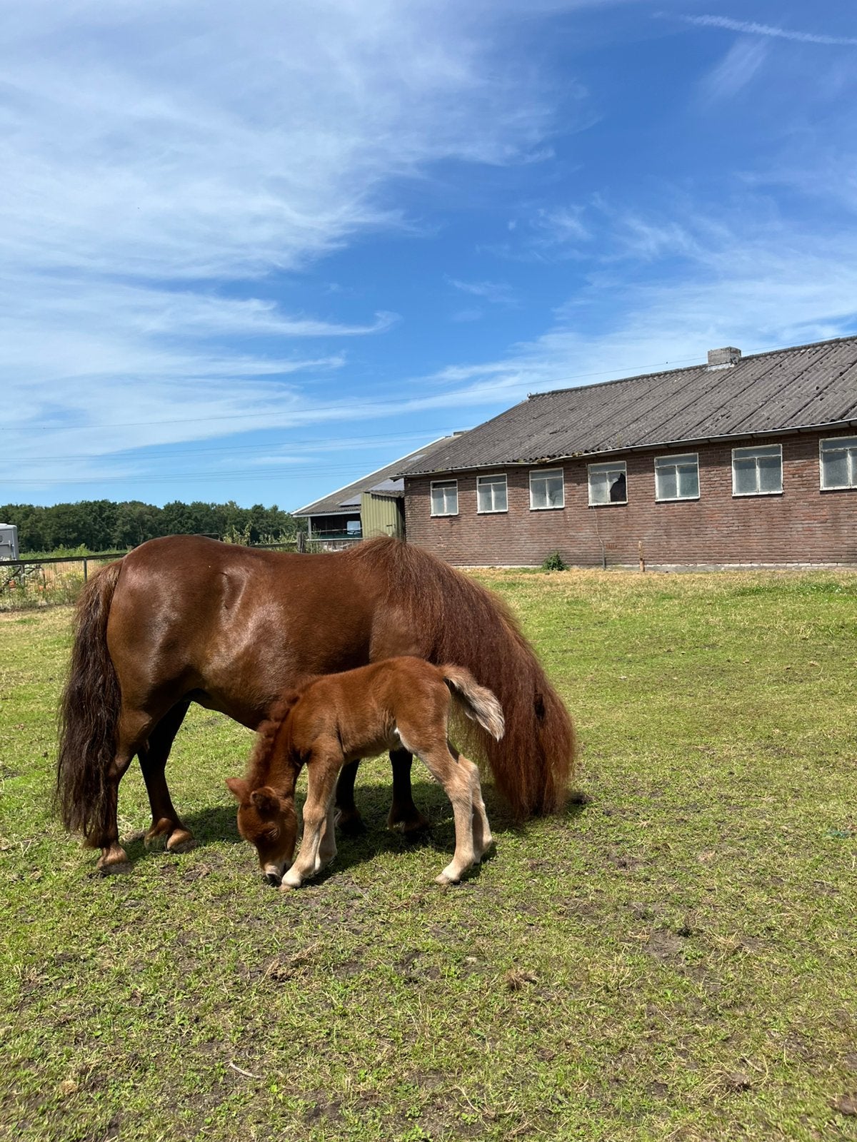 Mini merrie met super klein merrieveulen😍, Merrie, Met stamboom, Niet van toepassing, 0 tot 2 jaar