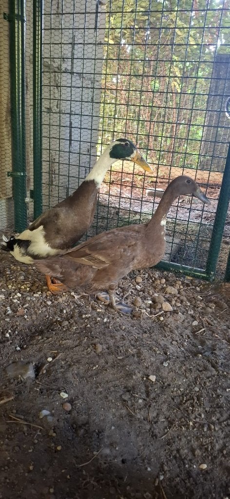 Loopeenden koppel, Dieren en Toebehoren, Pluimvee, Eend, Meerdere dieren