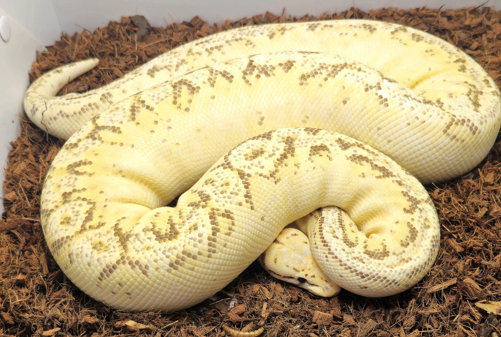 0.1 Freeway spider pastel, Dieren en Toebehoren, Slang, 3 tot 6 jaar
