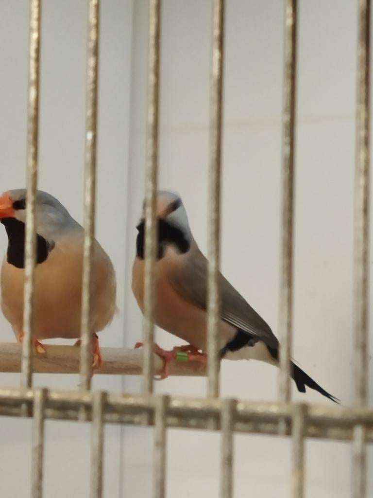 0-3 spitsstaartamadine geringd 2025, Dieren en Toebehoren, Vrouwelijk, Geringd