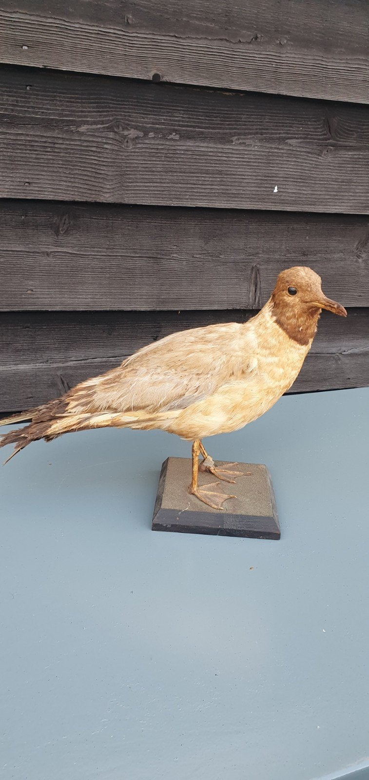 kapmeeuw opgezet, Dieren en Toebehoren, Mannelijk