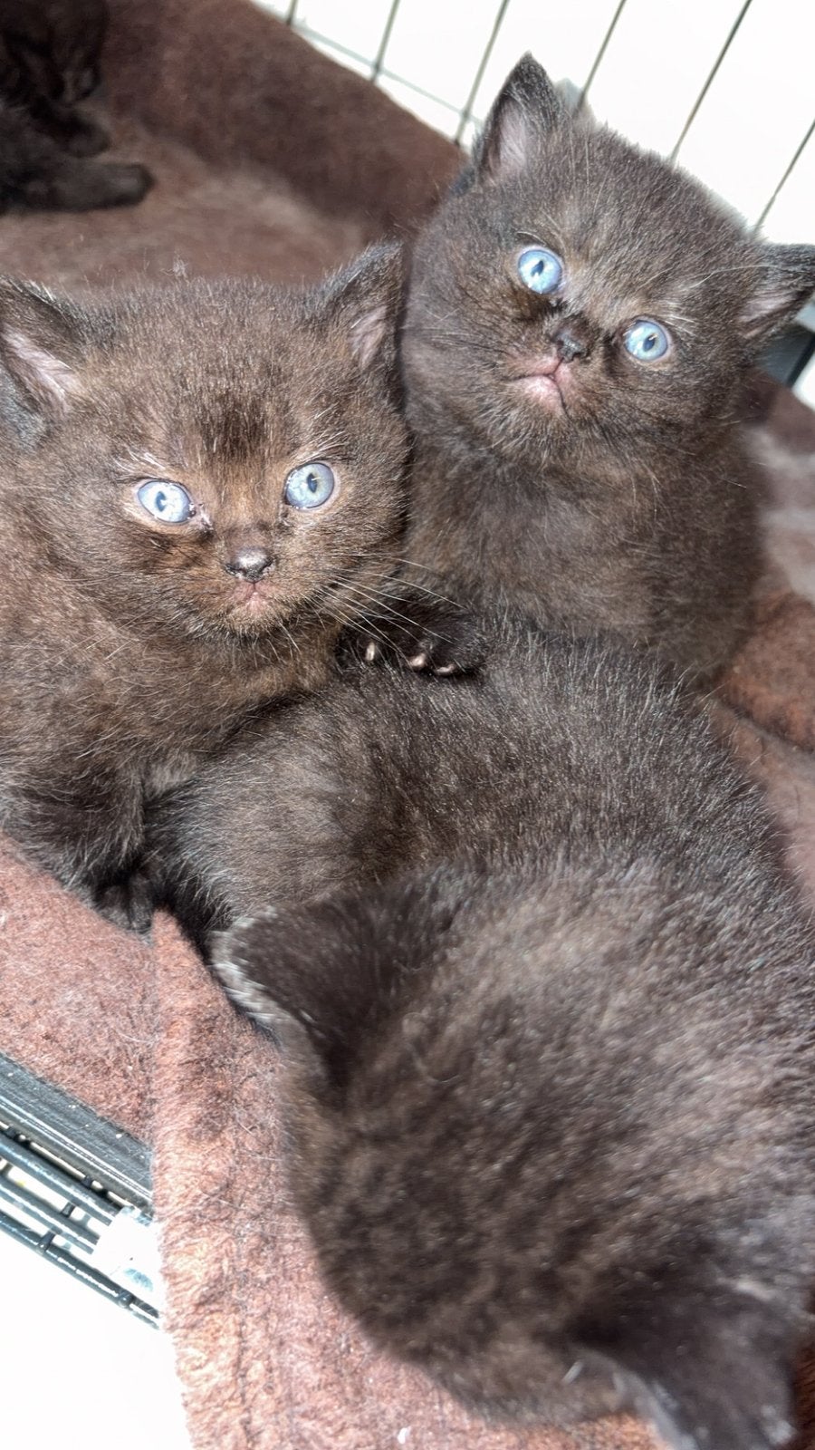 Zwarte met bruine schijn volbloed britse korthaar, Dieren en Toebehoren, Katten en Kittens | Raskatten | Korthaar, Meerdere dieren