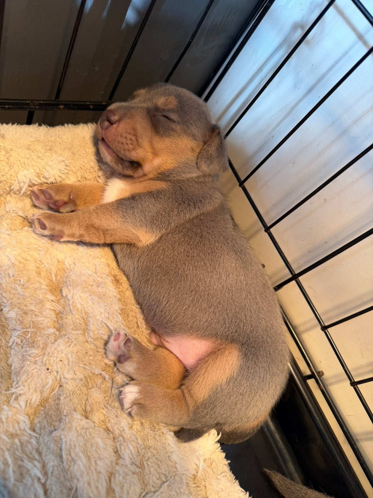 Blue and Tan jack russel pups, Jack Russell Terriër, Reu, 8 tot 15 weken, Meerdere