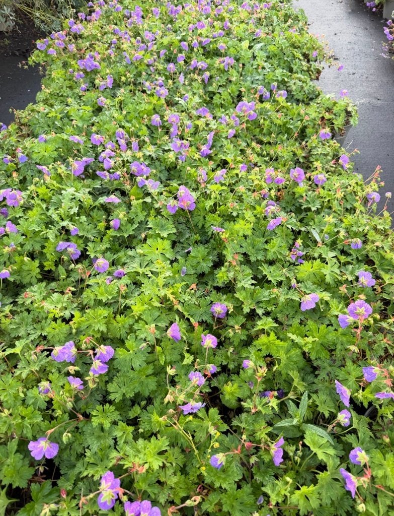 Geranium Rozanne in 2 liter pot - Vaste plant, Tuin en Terras, Ophalen of Verzenden, Overige soorten, Volle zon