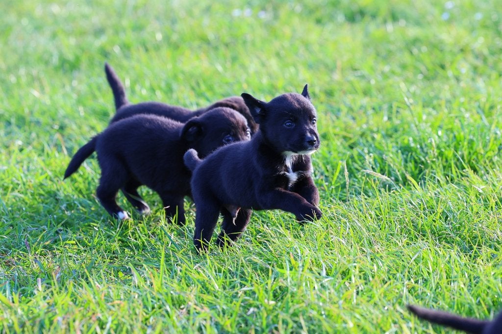border collie pups / labrador pups / kruising, Dieren en Toebehoren, Honden | Herdershonden en Veedrijvers, 8 tot 15 weken, Collie