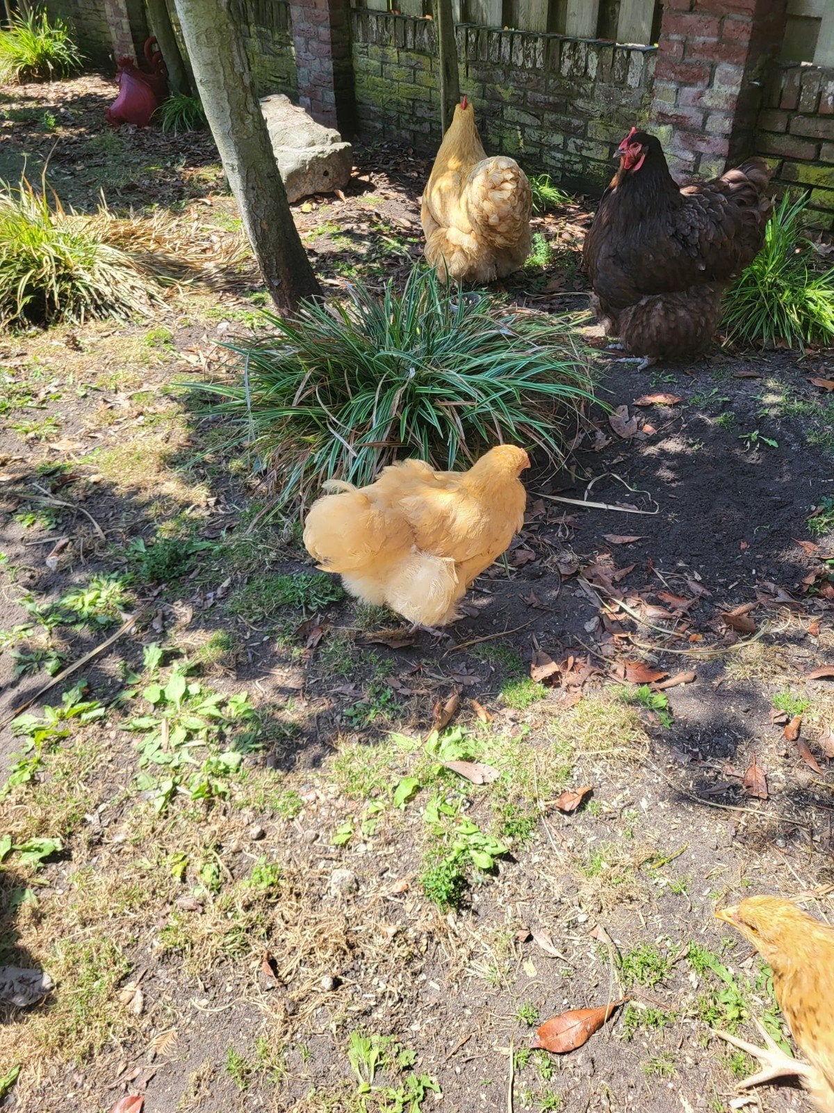 gratis Orpington Haantje (groot) eventueel met jong hennetje, Dieren en Toebehoren, Pluimvee, Mannelijk, Kip