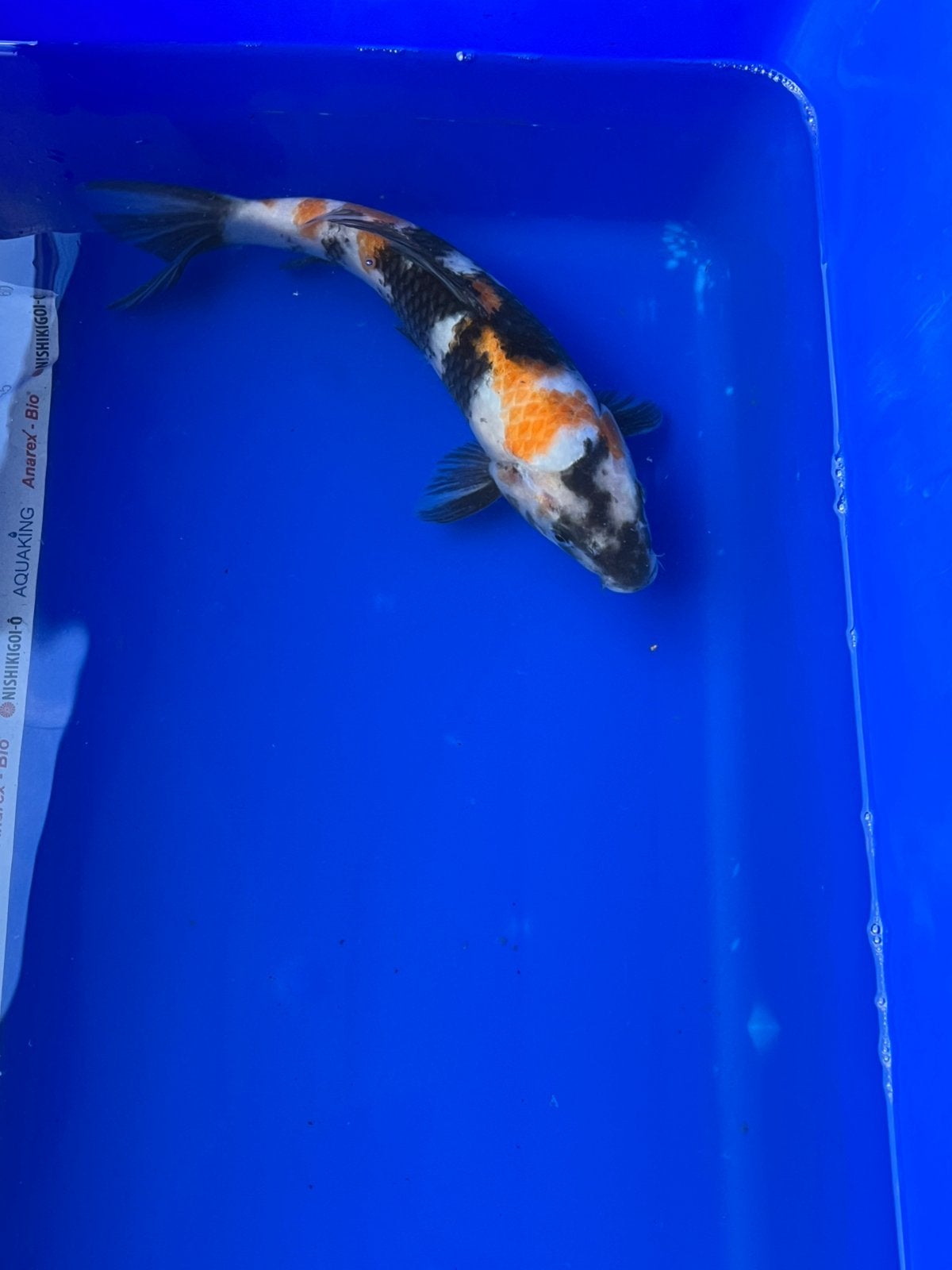 Showa, Karper of Koi