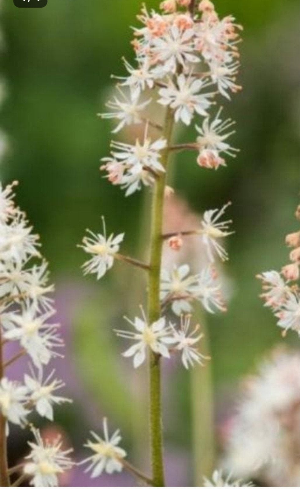 Tiarella Wherryi - Schuimkaars P9, Bodembedekkers, Vaste plant, Ophalen of Verzenden, Halfschaduw