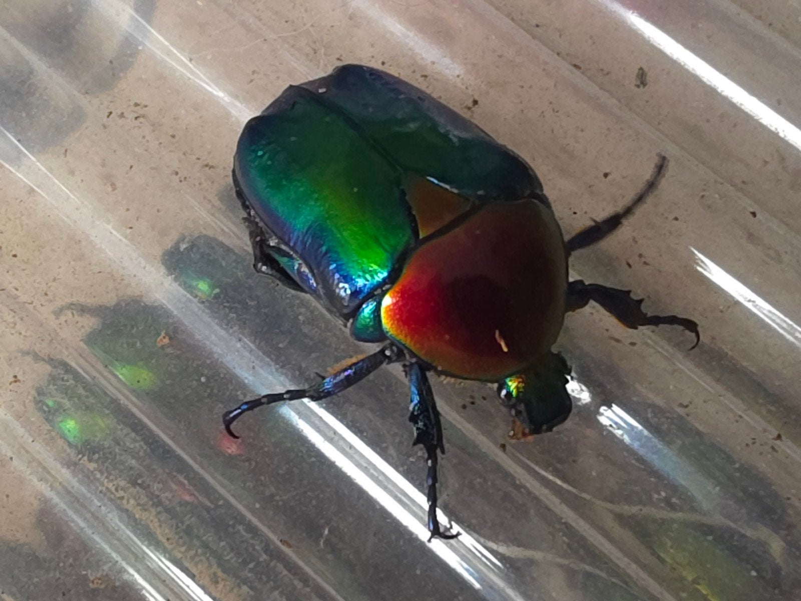 Protaetia speciosa jousselini, Dieren en Toebehoren, Insecten en Spinnen, Overige soorten