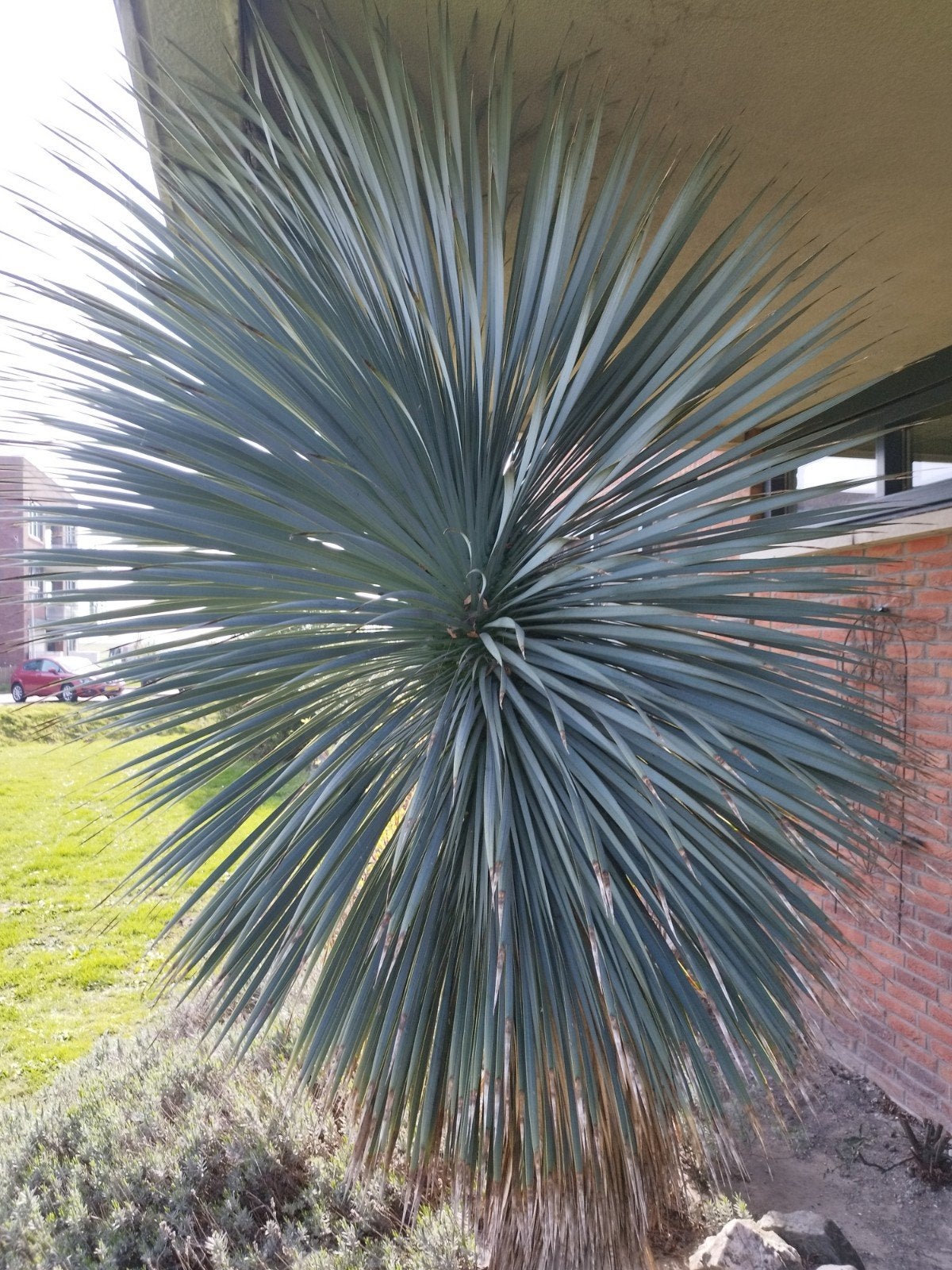 Yucca rostrata, Ophalen of Verzenden, Gehele jaar, Volle zon
