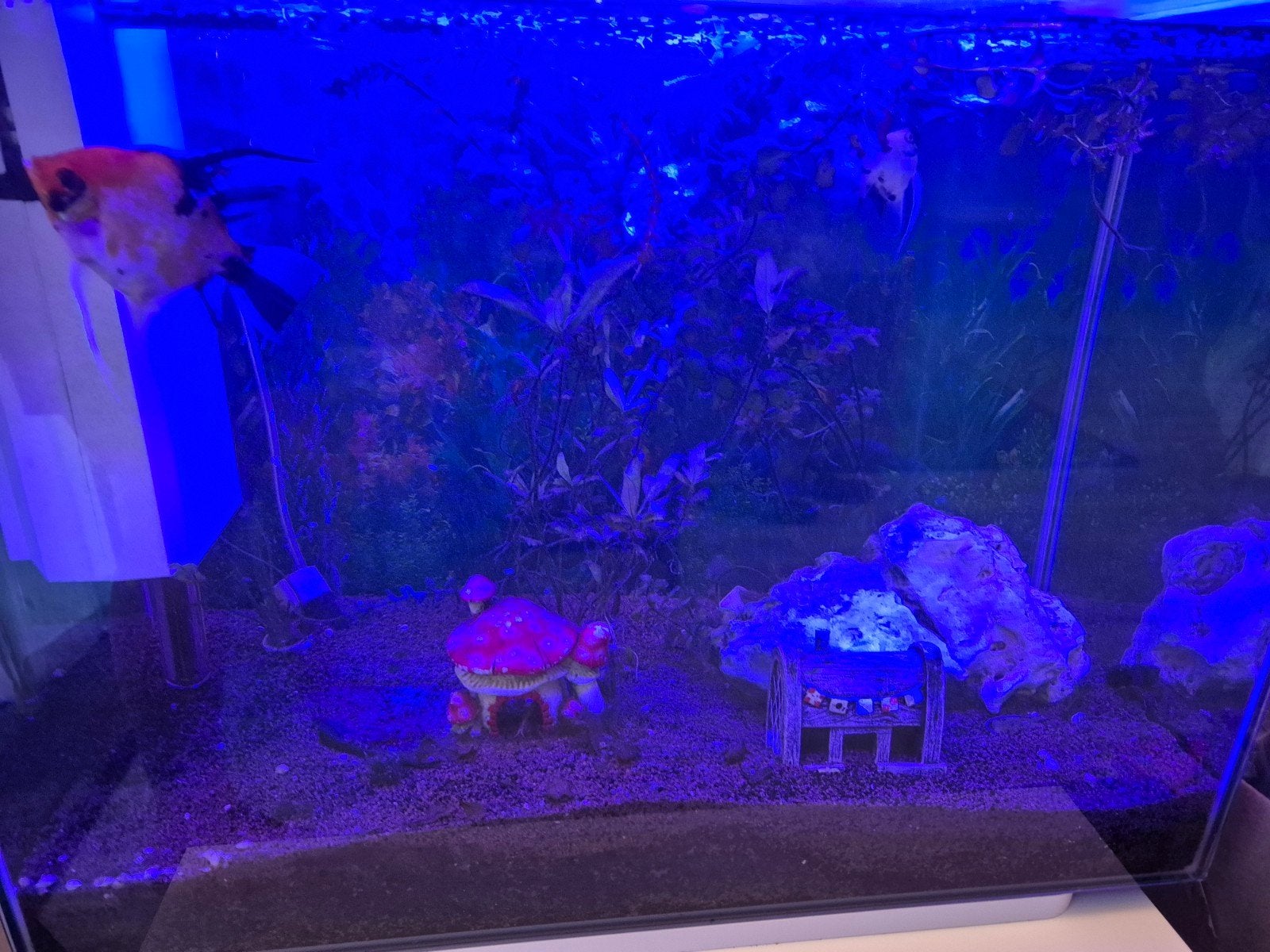 Aquarium met vissen, Vis