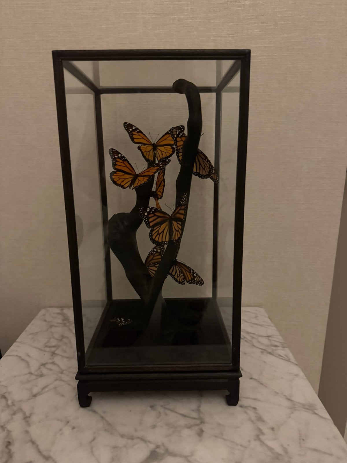 Prachtige stolp met vlinders - Monarch vlinders, Ophalen, Gebruikt, Insect, Opgezet dier