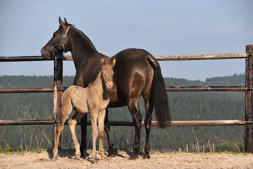 Cream Pearl hengstenveulen, Dieren en Toebehoren, Met stamboom, Niet van toepassing, Dressuurpaard, 0 tot 2 jaar