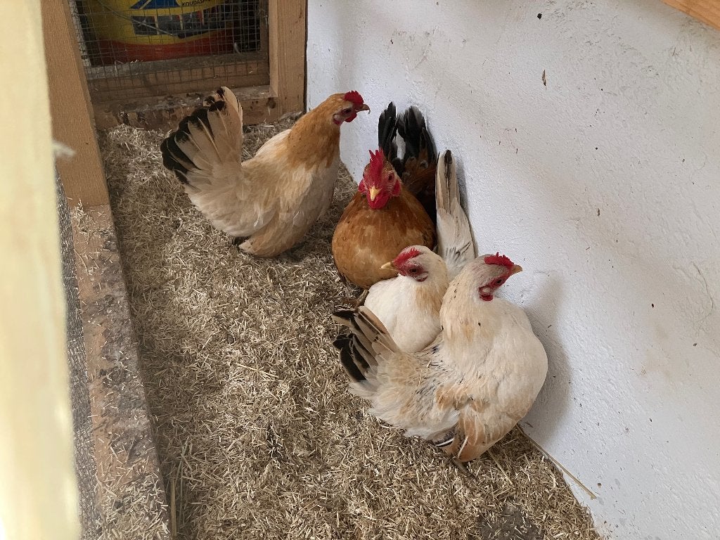 Serama kippen 3 hennen en een haan, Dieren en Toebehoren, Meerdere dieren, Kip