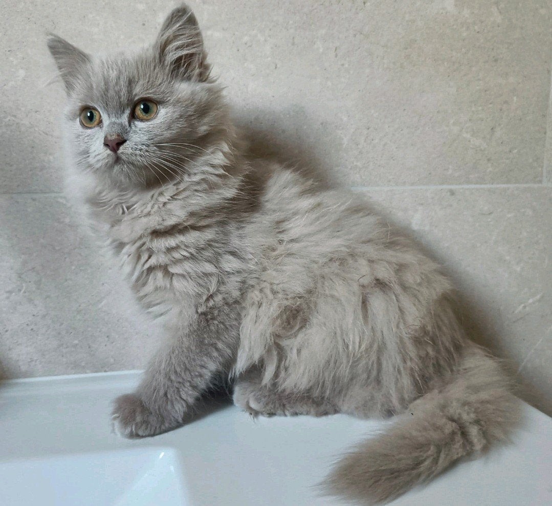 Prachtig lilac Brits langhaar poesje, super lief, 2x geënt, Poes, Ontwormd, 0 tot 2 jaar