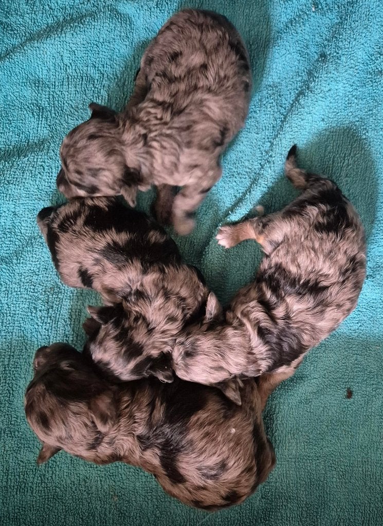 Schitterende  merle dwergpoedel pups, Poedel, Parvo, 8 tot 15 weken, Meerdere