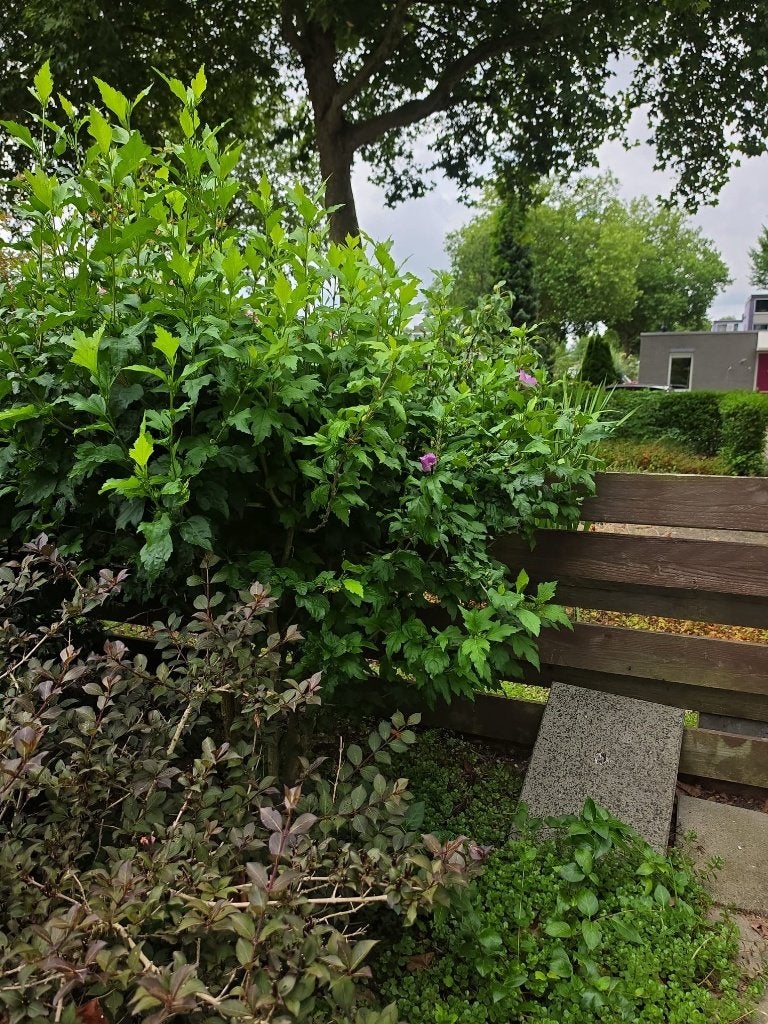 Tuinbeplanting  te koop, Ophalen, Zomer, Volle zon, Overige soorten