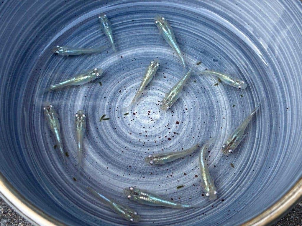 Japanse Medaka Miyuki Blue & White (~2-3cm), Karper of Koi