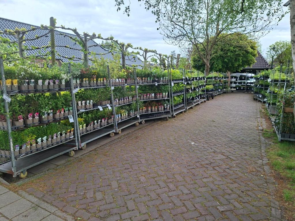 Roan's Tuinplanten het hele pinksterweekend geopend!, Ophalen, Overige soorten, Halfschaduw