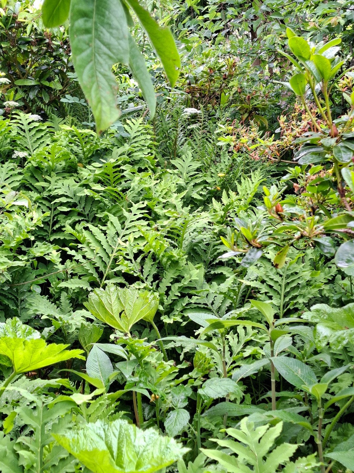 Mooie sterke varen, Tuin en Terras, Planten | Tuinplanten, Ophalen, Overige soorten, Volle zon