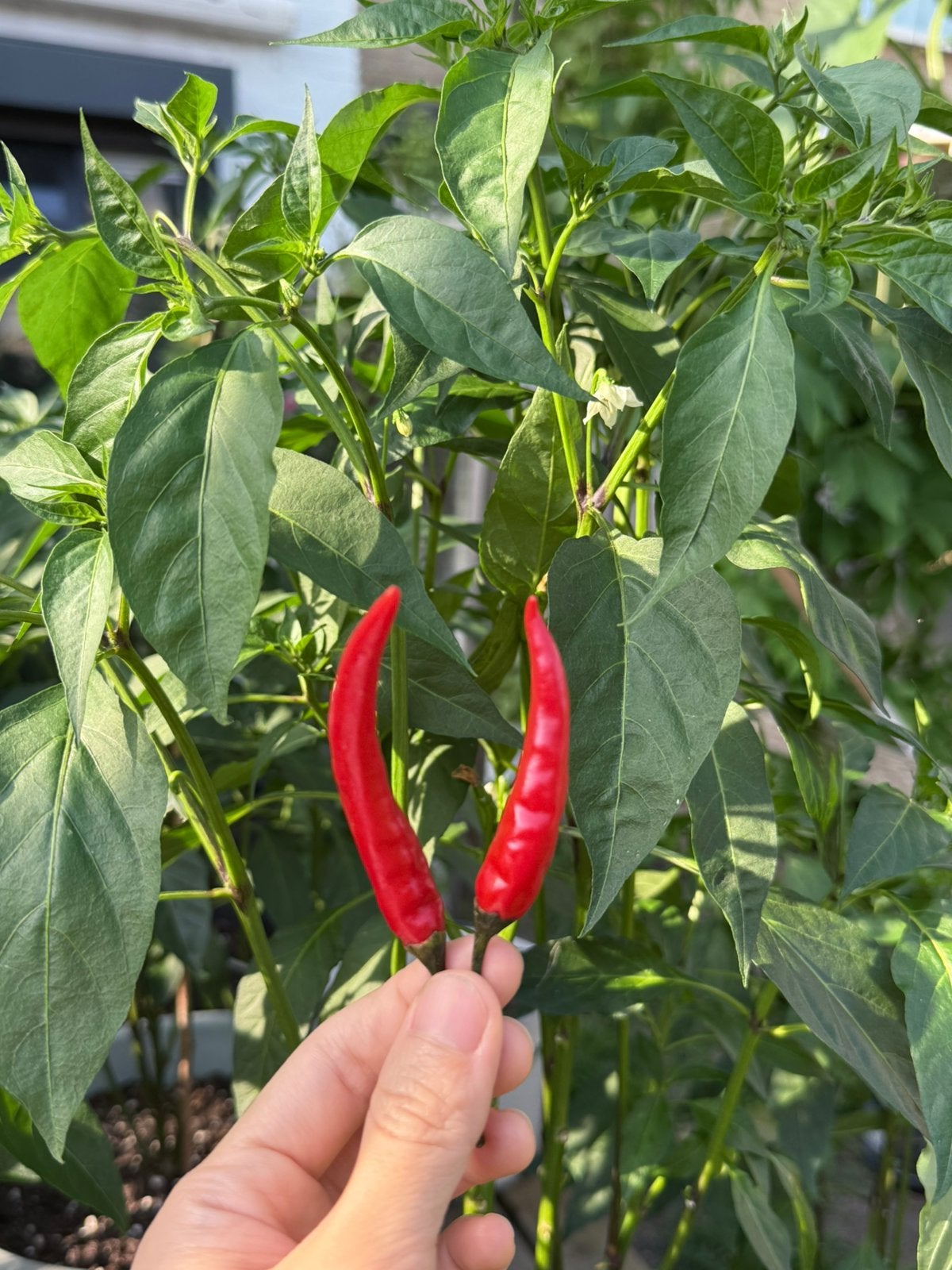Zelf kiezen - Thaise chilipeper planten - 2 planten in 1 pot, Tuin en Terras, Bloembollen en Zaden, Ophalen, Volle zon