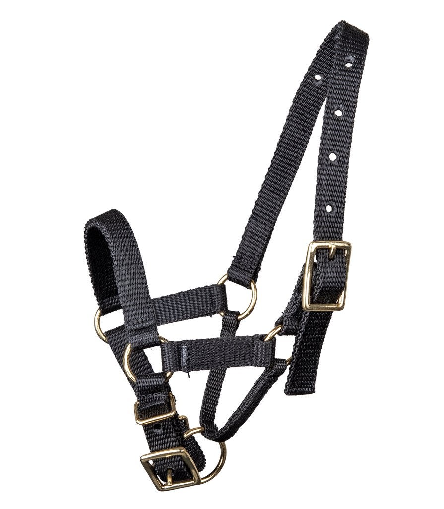 Nieuw Alpaca halster maat XS,S,M of L, Dieren en Toebehoren, Schapen, Geiten en Varkens, Meerdere dieren, Geit