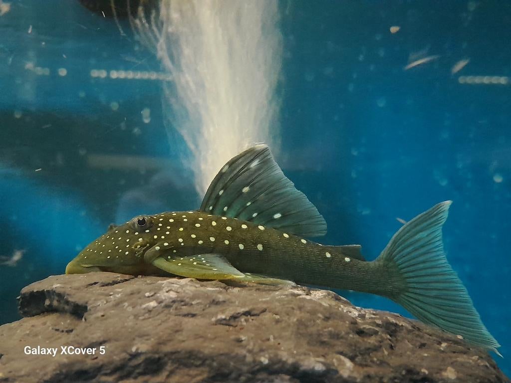 Blue phantom pleco l128, Vis