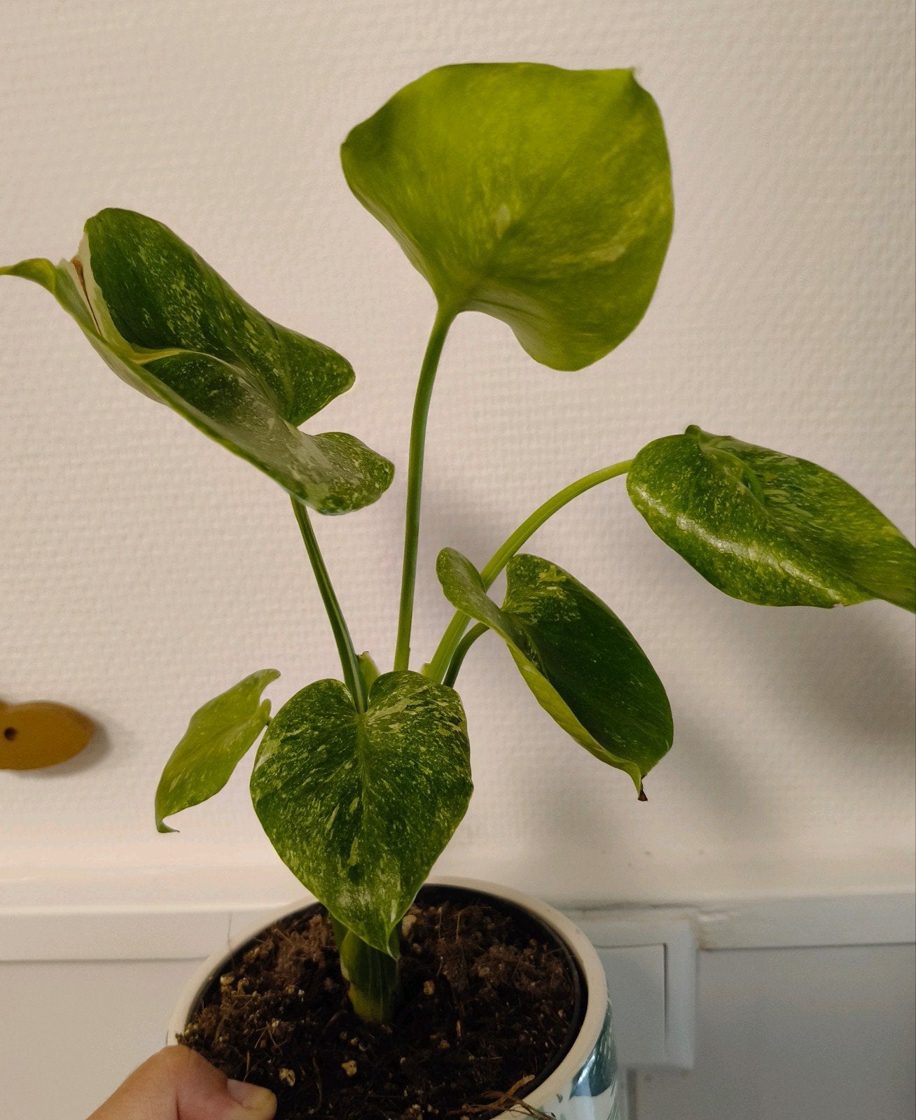 Monstera thai compacta noid mutation, Verzenden, Halfschaduw, Minder dan 100 cm