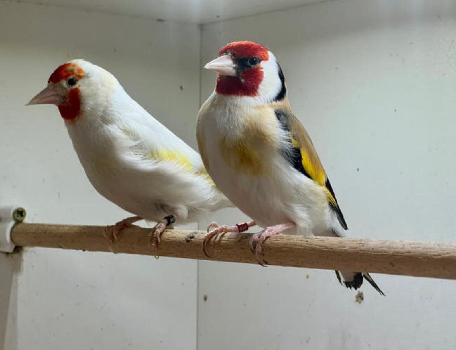 T-k koppel putters, Meerdere dieren, Wildzangvogel, Geringd