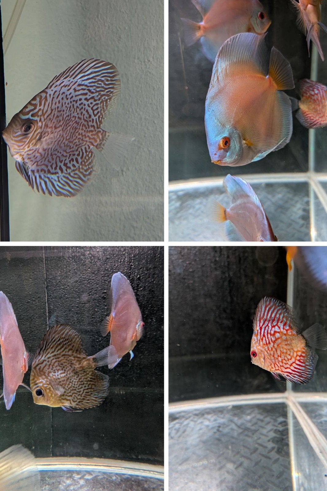 15 discusvissen oa blue Diamond zsm ophalen, Dieren en Toebehoren, Vissen | Aquariumvissen, Vis