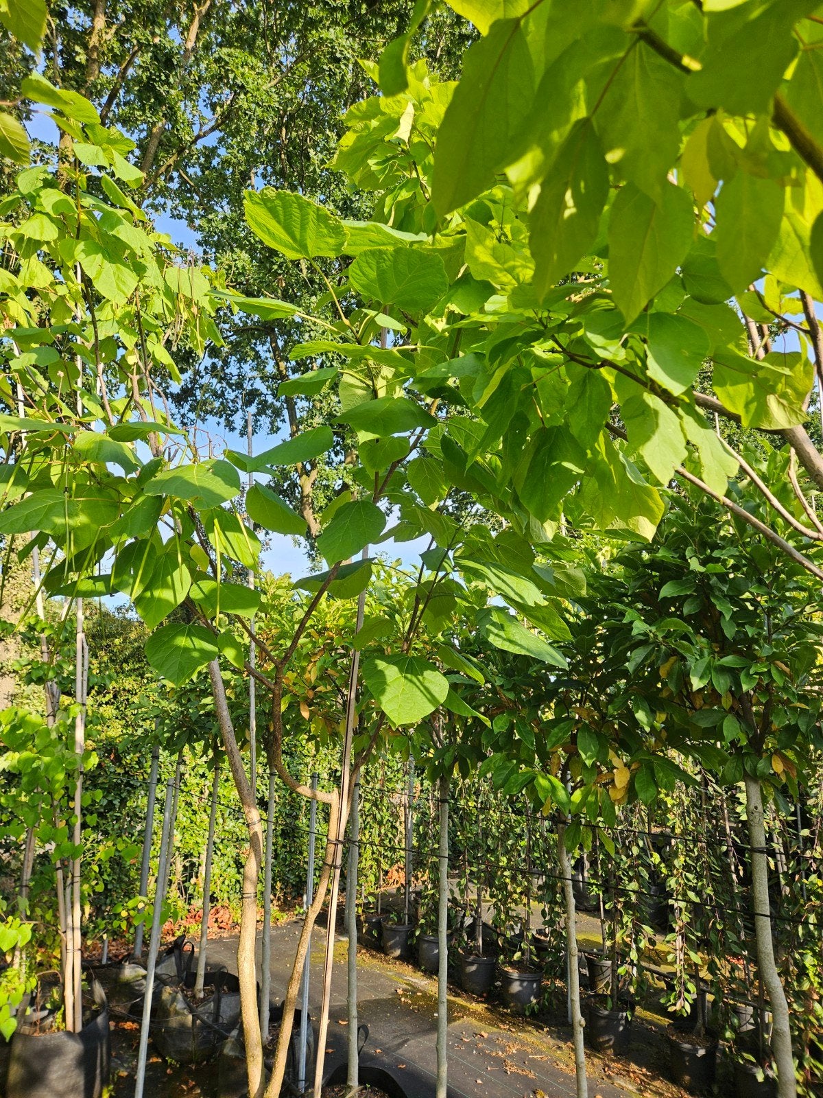 grote meerstammige catalpa te koop!, Overige soorten, Lente, 250 tot 400 cm, Ophalen