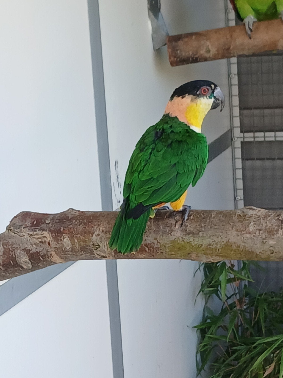 zwartkop caique man, Dieren en Toebehoren, Vogels | Parkieten en Papegaaien, Mannelijk, Papegaai