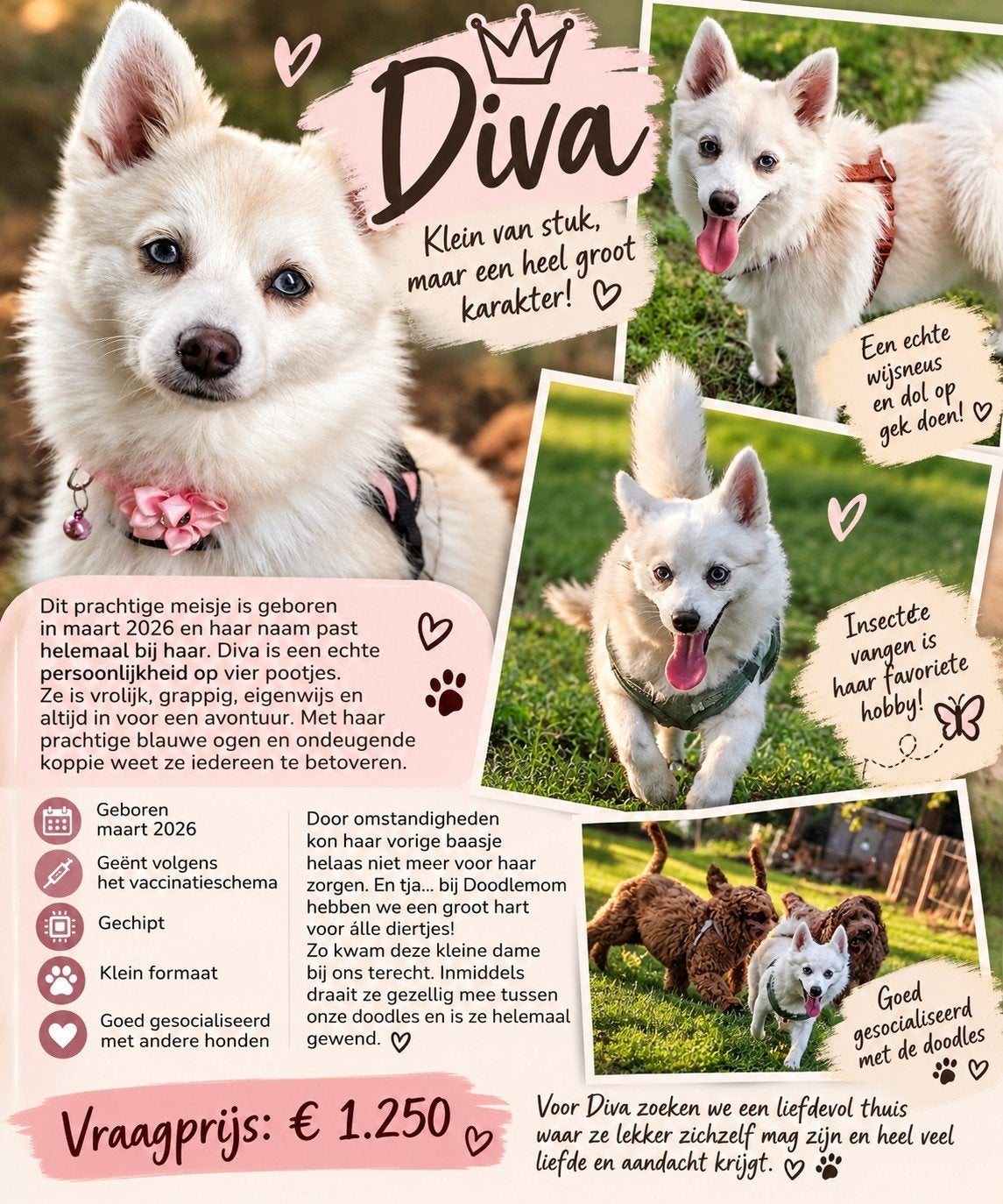 onze knappe Diva ️, 15 weken tot 1 jaar, Teef, Eén hond, Nederland