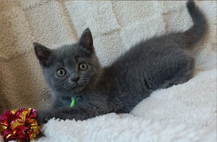Lieve, speelse, Britse korthaar kittens, Dieren en Toebehoren, Katten en Kittens | Raskatten | Korthaar, Kater, Ontwormd, 0 tot 2 jaar