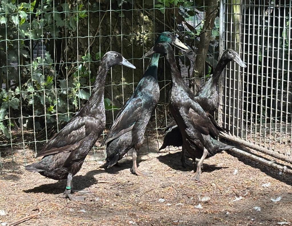 1-3 glanzend zwarte Indische Loopeenden te koop, Dieren en Toebehoren, Meerdere dieren, Eend