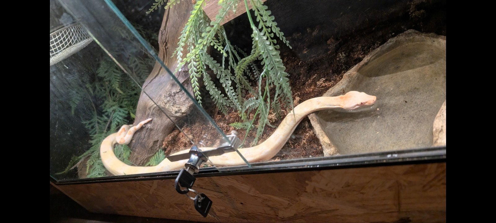 Boa Imperator Albino Het Anery 1.0 '24, Slang, Met terrarium, 0 tot 2 jaar