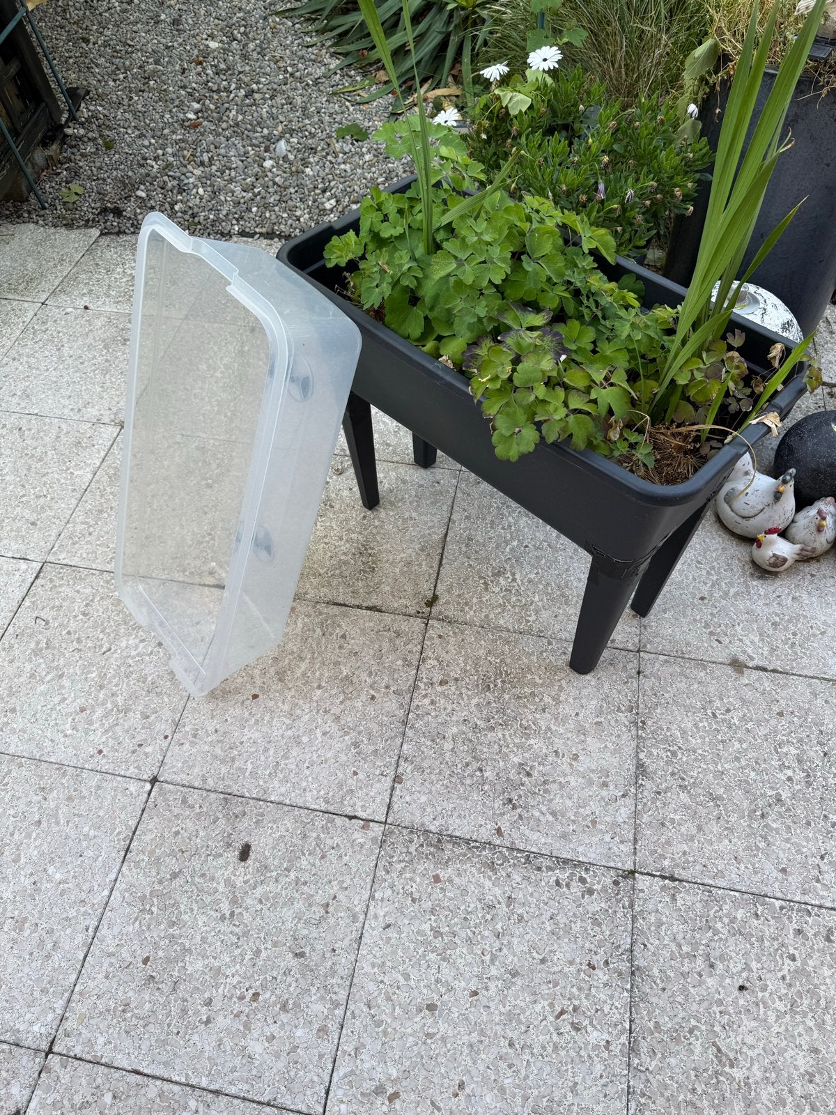 Kweekbak met inhoud en transparante deksel, Tuin en Terras, Kweekspullen, Ophalen, Gebruikt, Kweekbak