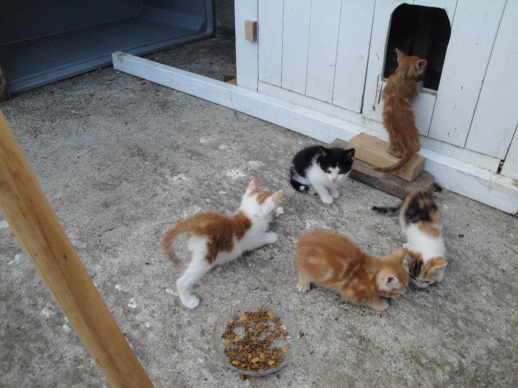 Poesjes te koop, Meerdere dieren, Kortharig, 0 tot 2 jaar