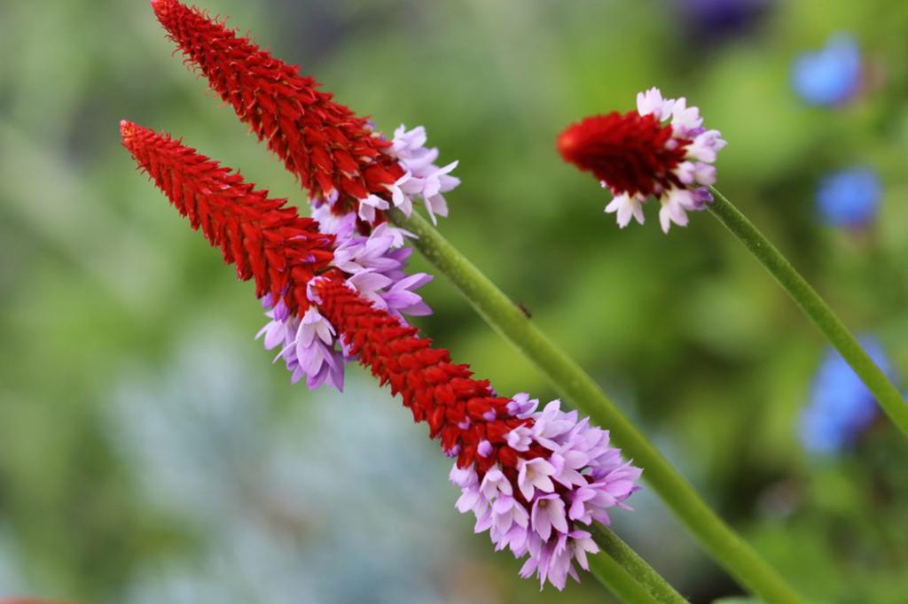 Primula vialii / Primula gekweekt in P9 pot, Tuin en Terras, Planten | Tuinplanten, Ophalen of Verzenden, Vaste plant