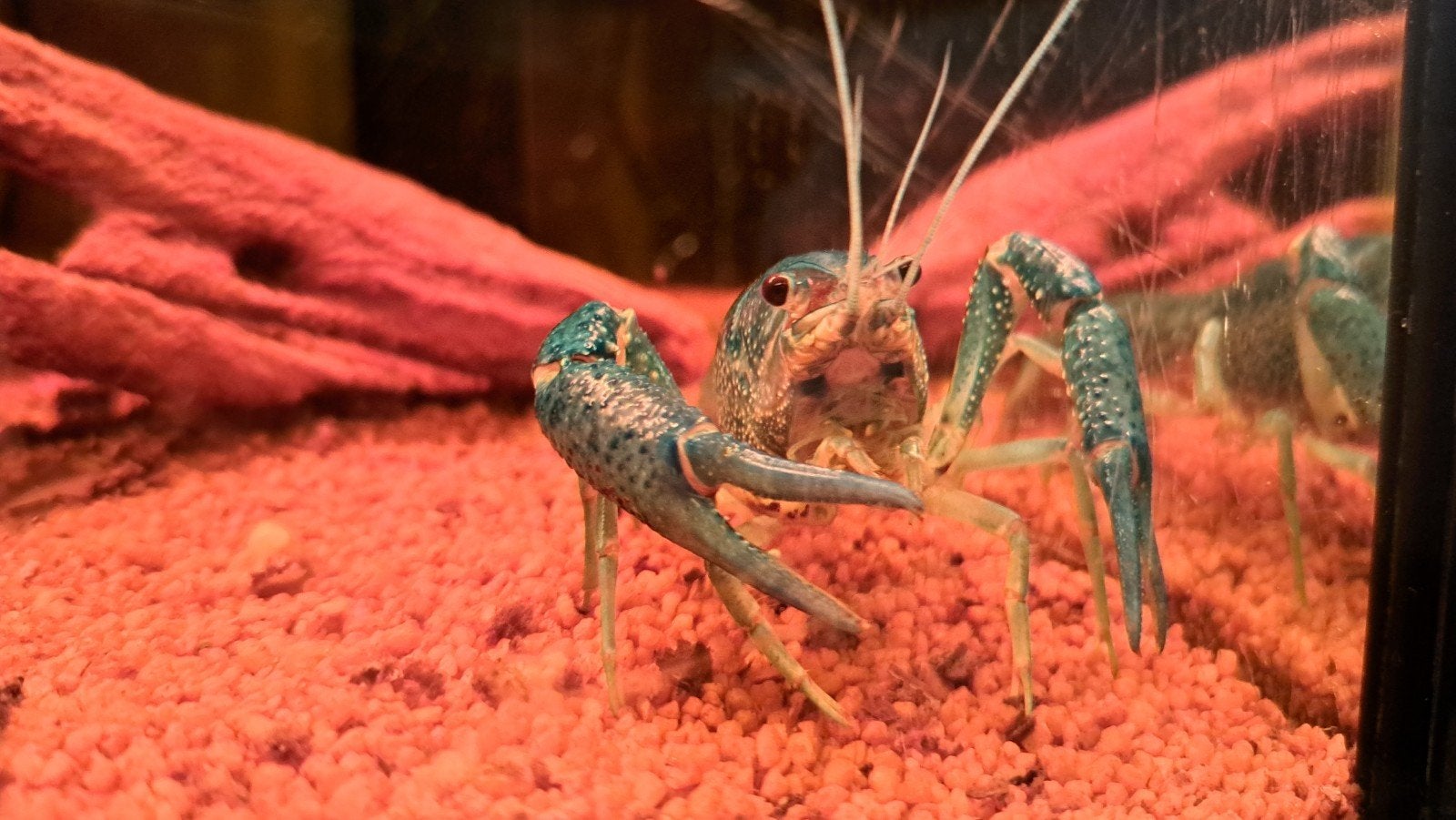 blauwe kreeft zoekt met spoed nieuw huis, Dieren en Toebehoren, Kreeft, Krab of Garnaal, Zoetwatervis