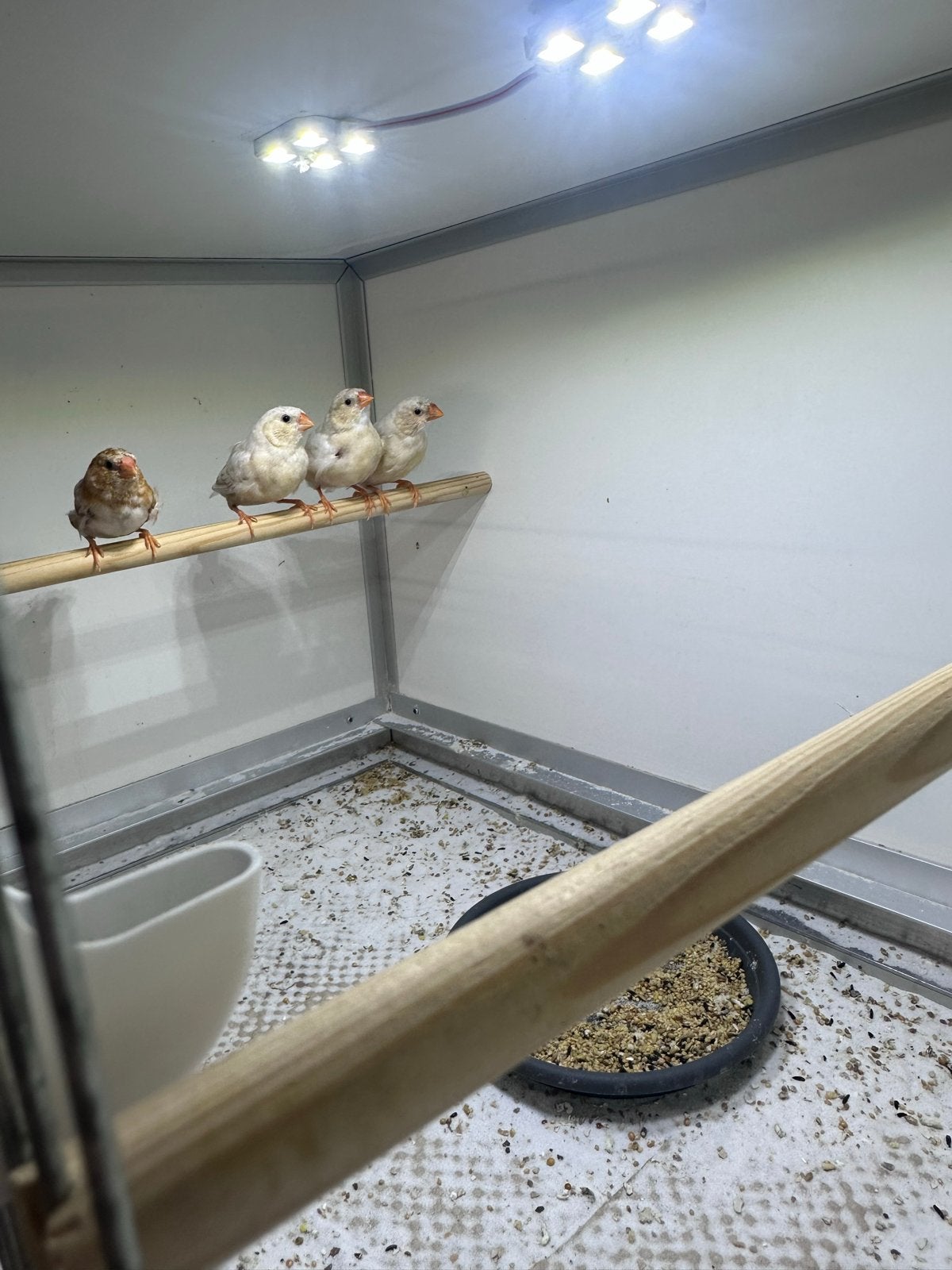 Zebravinken Oranjeborst zwartborst isabel poppen(3), Vrouwelijk, Tropenvogel