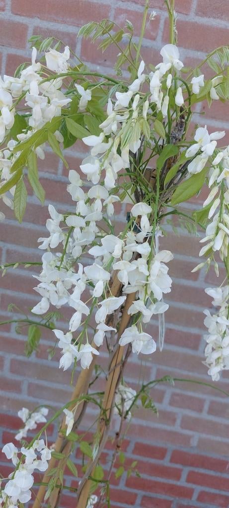 Wisteria blauwe of witte regen, Ophalen of Verzenden, Volle zon