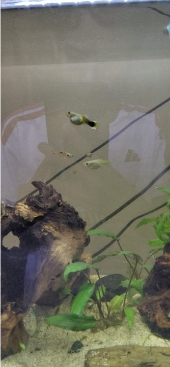 guppys + baby guppys, Dieren en Toebehoren, Vis, Zoetwatervis
