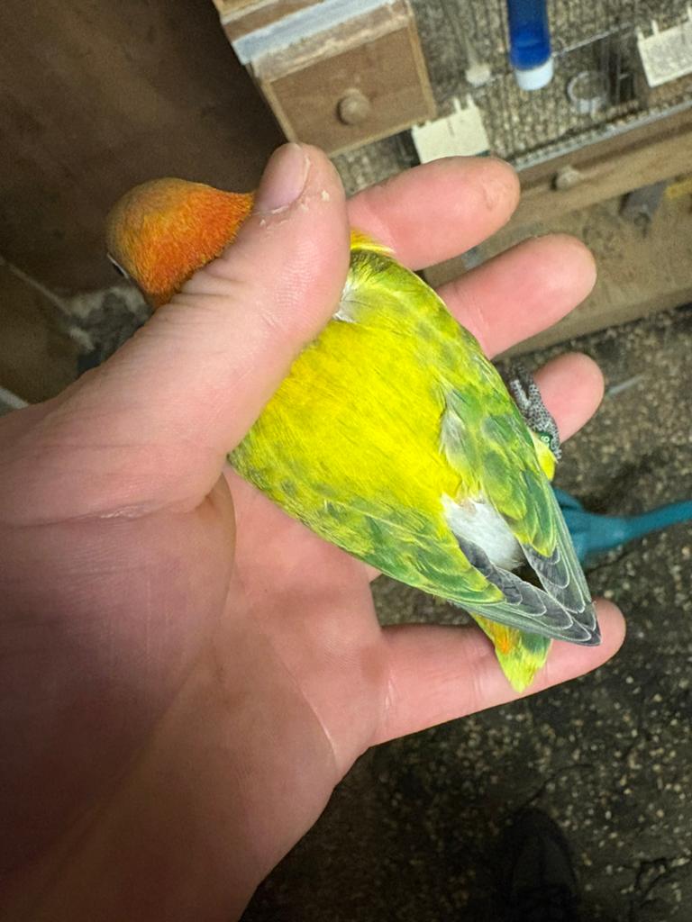 Opaline wildkleur euwing split ino geringd van dit jaar, Meerdere dieren, Dwergpapegaai of Agapornis, Geringd