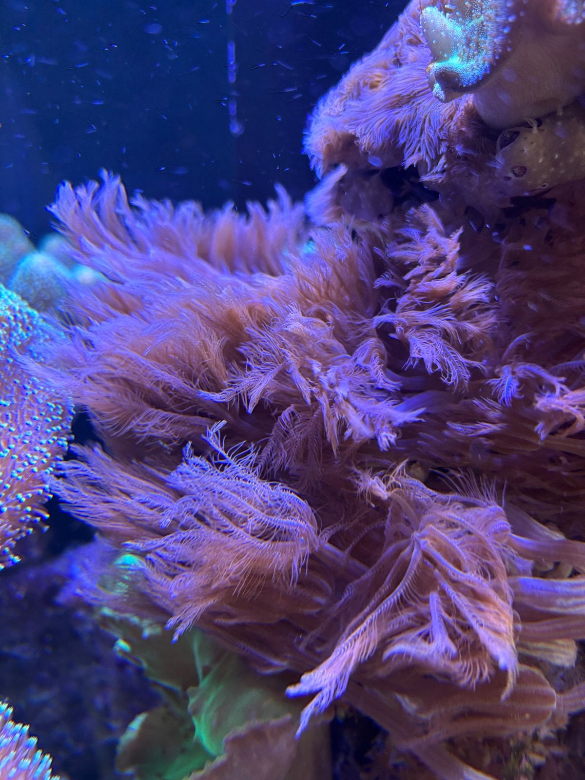 Xeniidae Apenhaar koraal zeeaquarium softkoraal lederkoraal, Overige typen