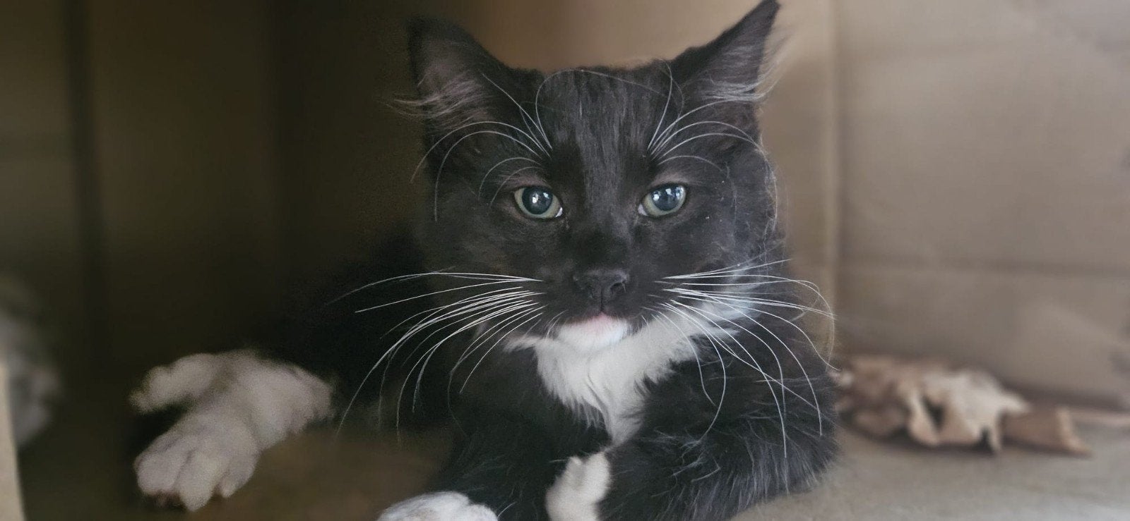 2 onwijs lieve kittens te koop, Kater, Langharig, 0 tot 2 jaar