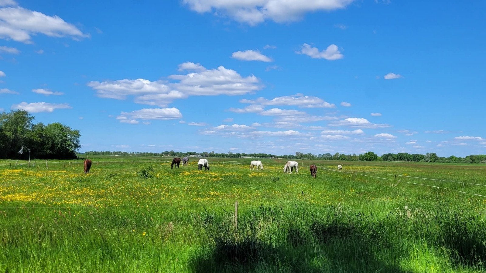 privé pensionstalling in soester polder, Stalling, 1 paard of pony