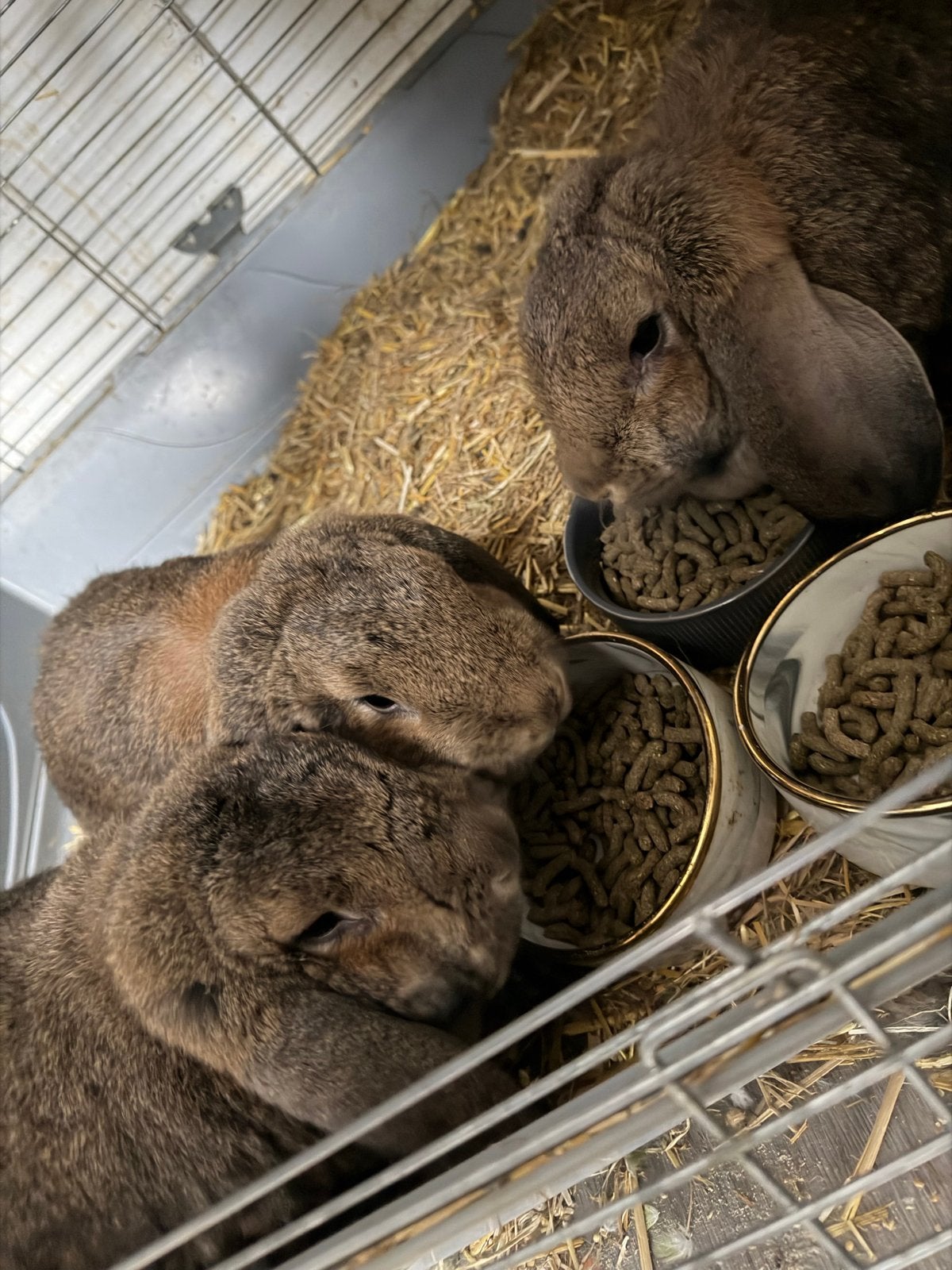 3 duitse hangoor vrouwtjes, Vrouwelijk, Middelgroot, Hangoor, 0 tot 2 jaar